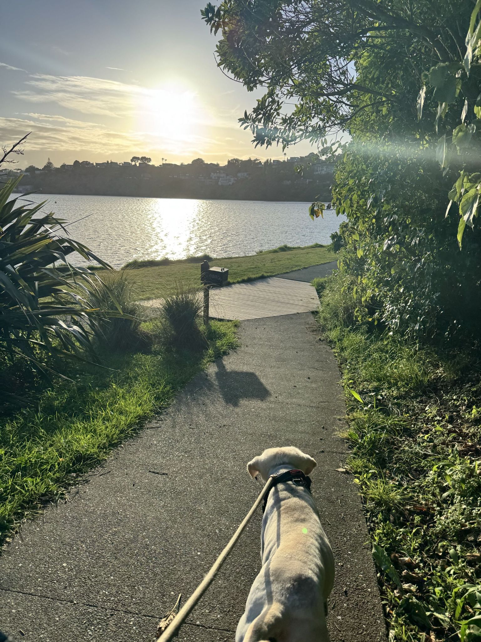 Walkin my dog Tuanzi